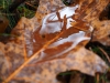 Herfstblad