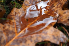Herfstblad