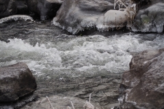 Dal Dalwigksthal Orke