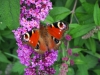 Wandeling langs graanveld