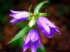 Bloem