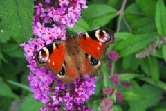 Wandeling langs graanveld